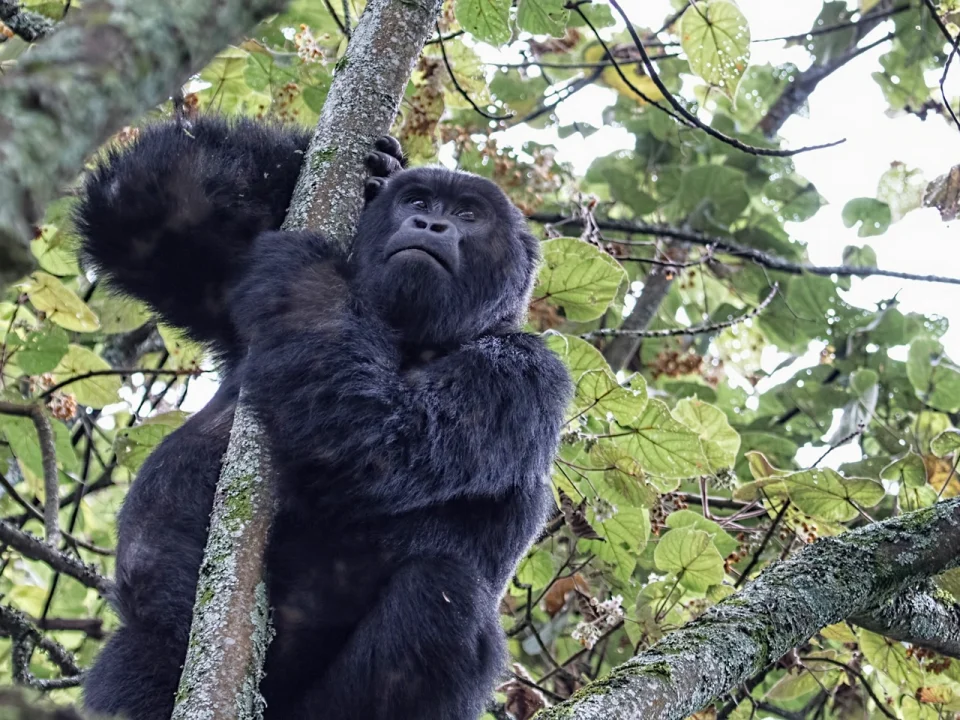 which-dates-are-available-for-gorilla-trekking-in-december