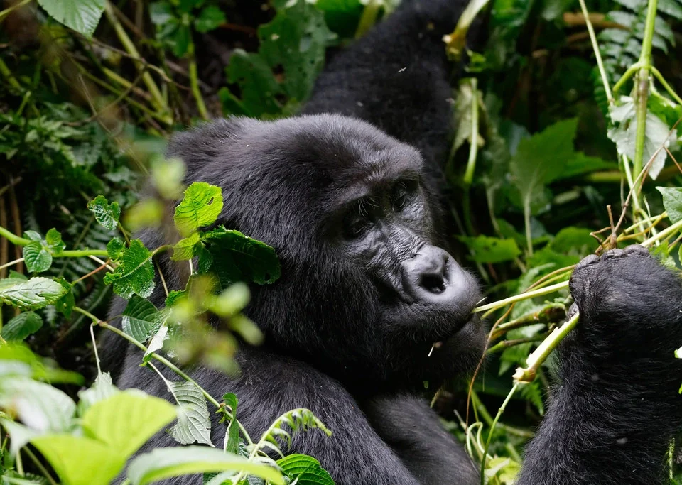 combining-chimpanzee-tracking-with-gorilla-trekking-in-uganda