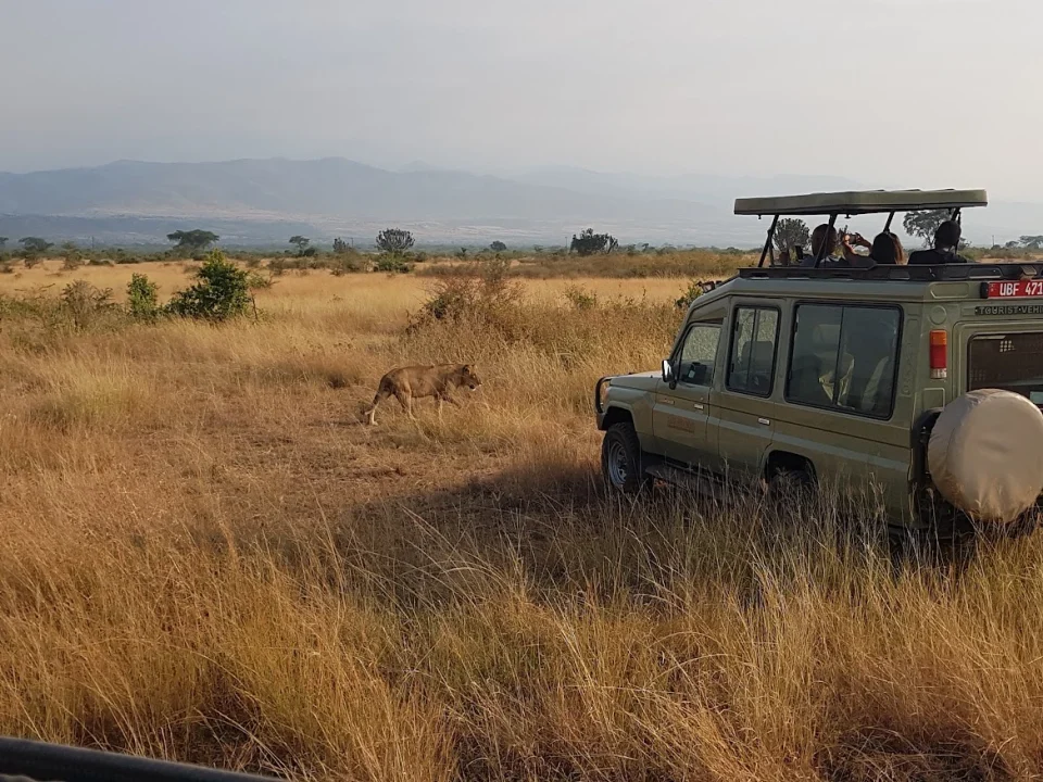 combining-game-safari-and-chimpanzee-in-uganda