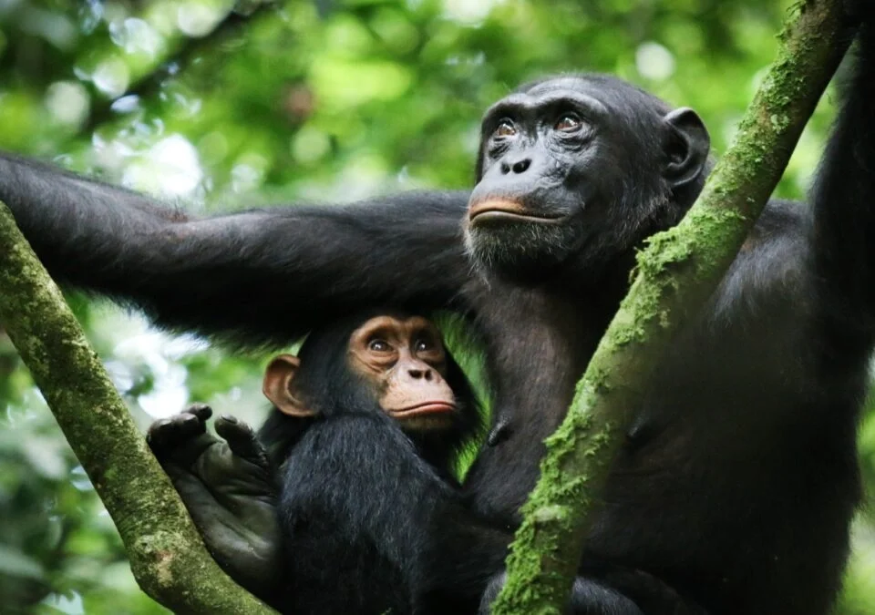 how-to-book-chimpanzee-tracking-permits-in-uganda