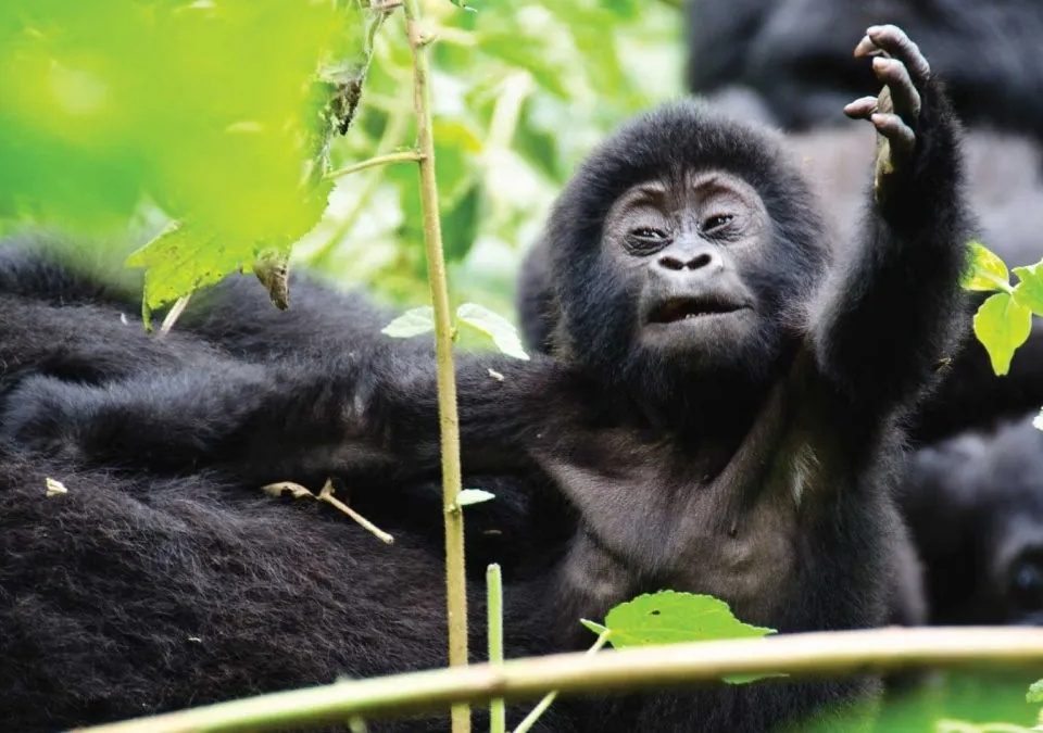 combining-gorilla-trekking-with-mountain-climbing-in-uganda
