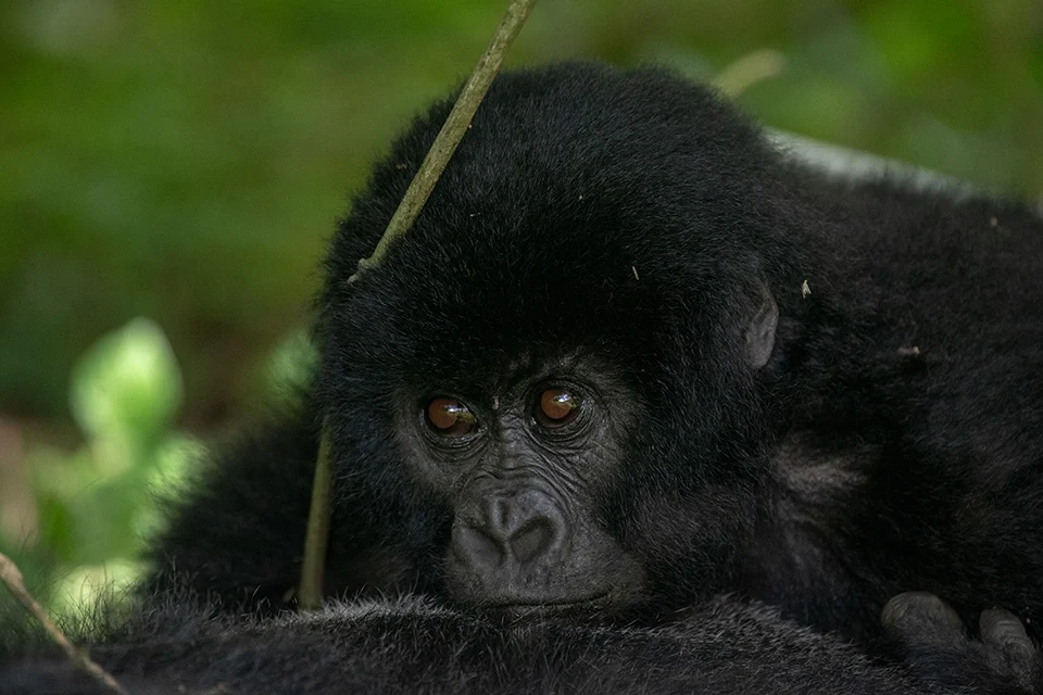7-days-uganda-gorilla-and-chimpanzee-tour