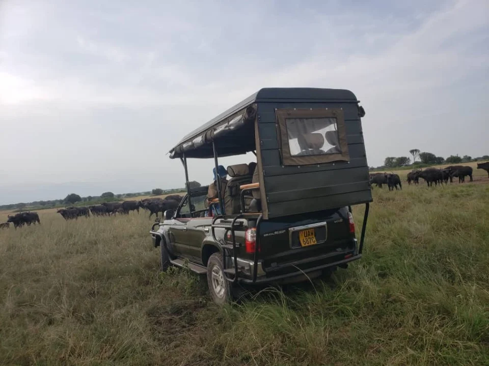 christmas-safari-offers-and-options-in-uganda