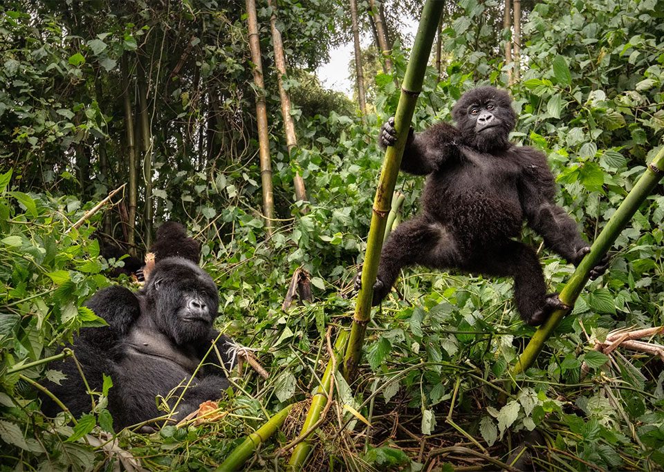 combining-uganda-and-congo-gorilla-safari
