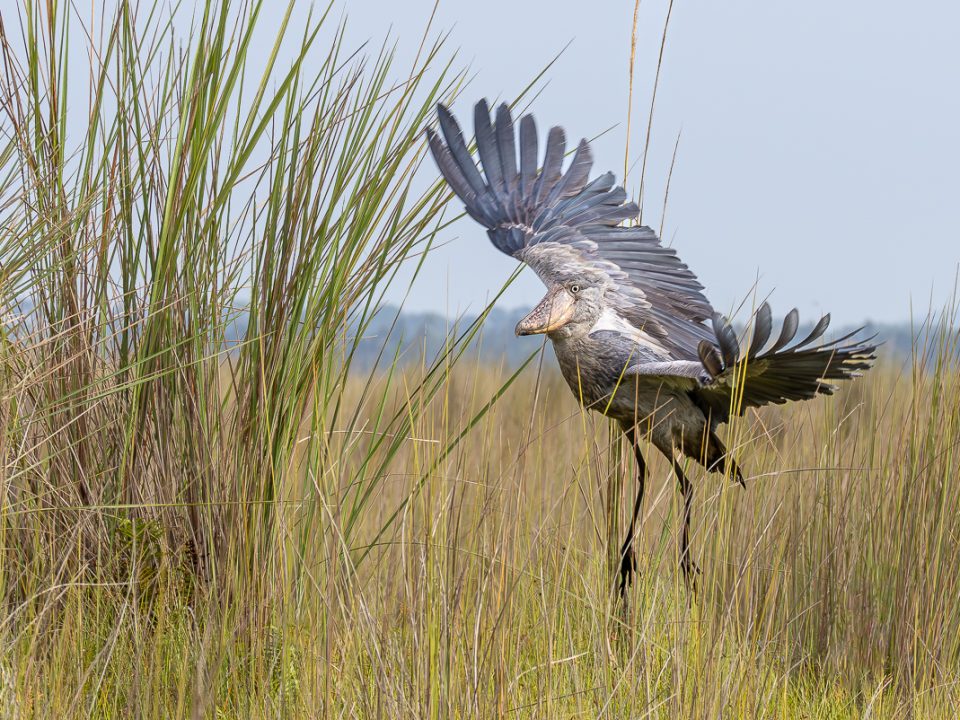 top-selling-uganda-safaris