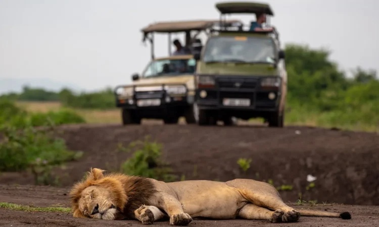 uganda-rwanda-tour-combination