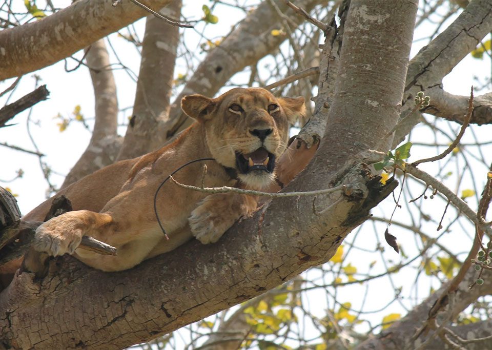 combining-tree-climbing-lions-with-gorilla-trekking