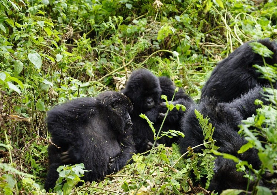gorilla-tours-in-uganda
