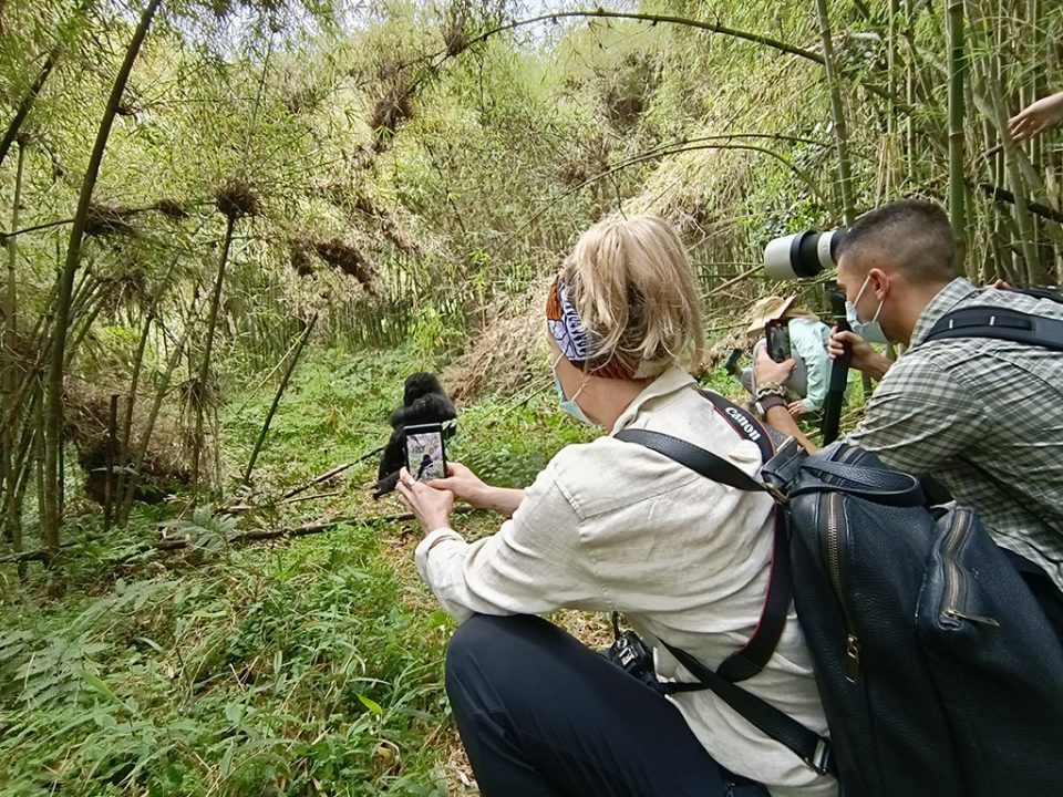 5-days-chimps-and-gorilla-safari