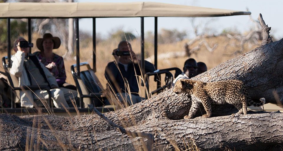 botswana-budget-safari-tours