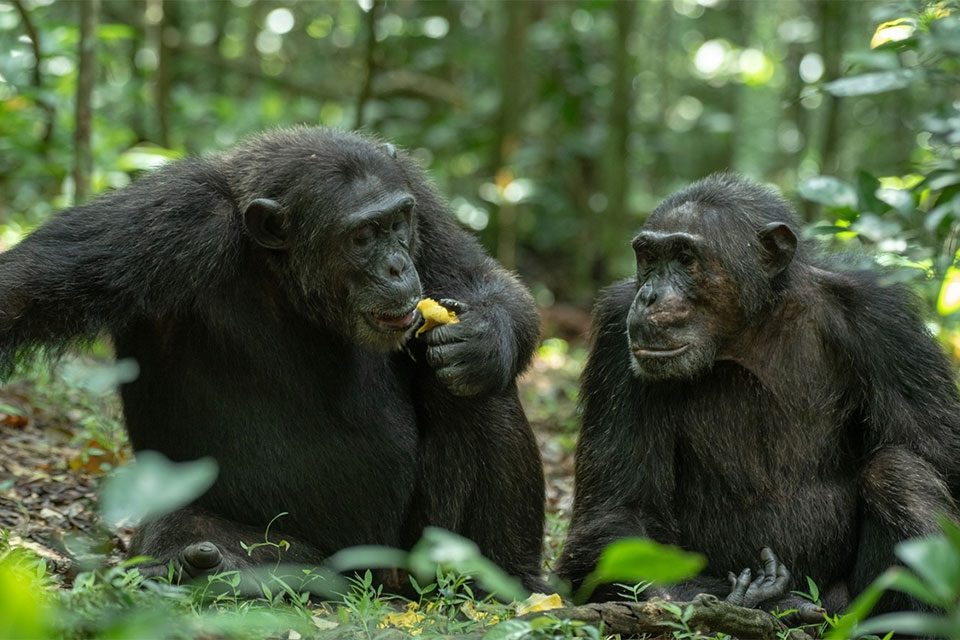 chimpanzee-tracking-tours-in-uganda