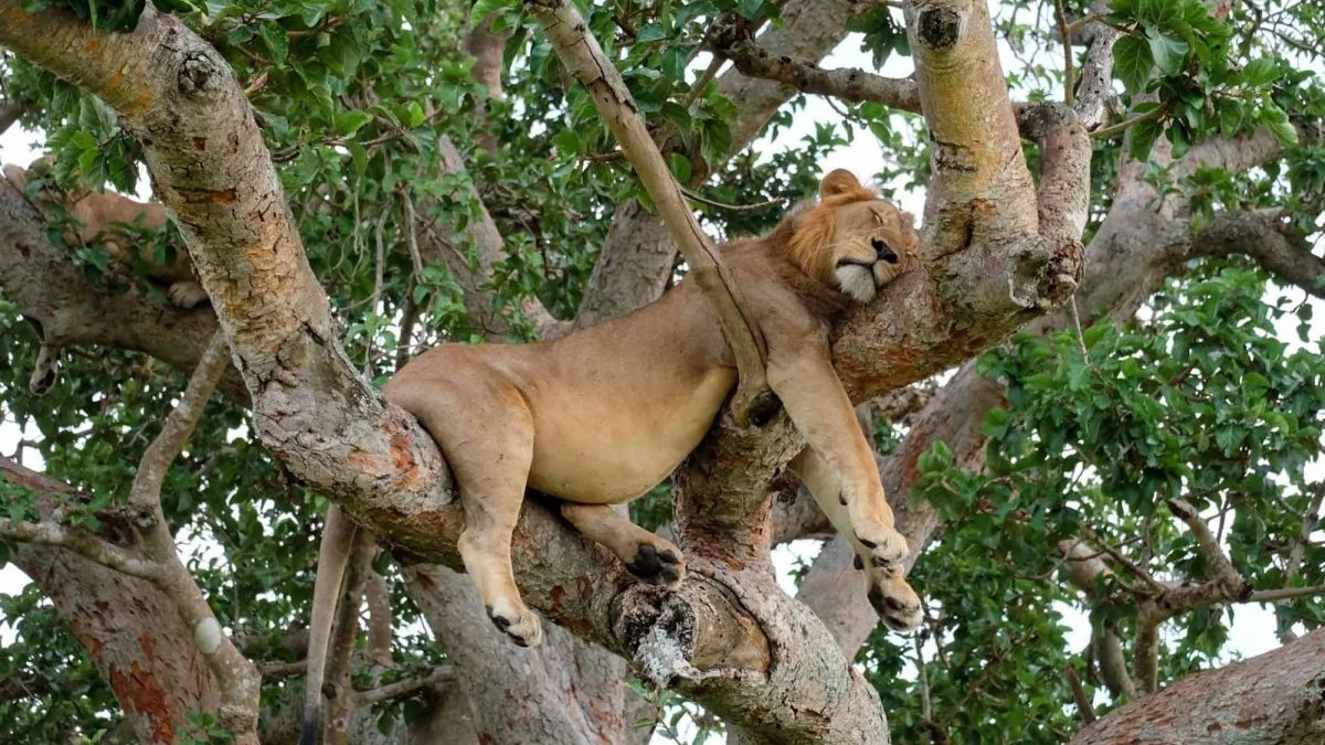 where-to-see-tree-climbing-lions-in-uganda