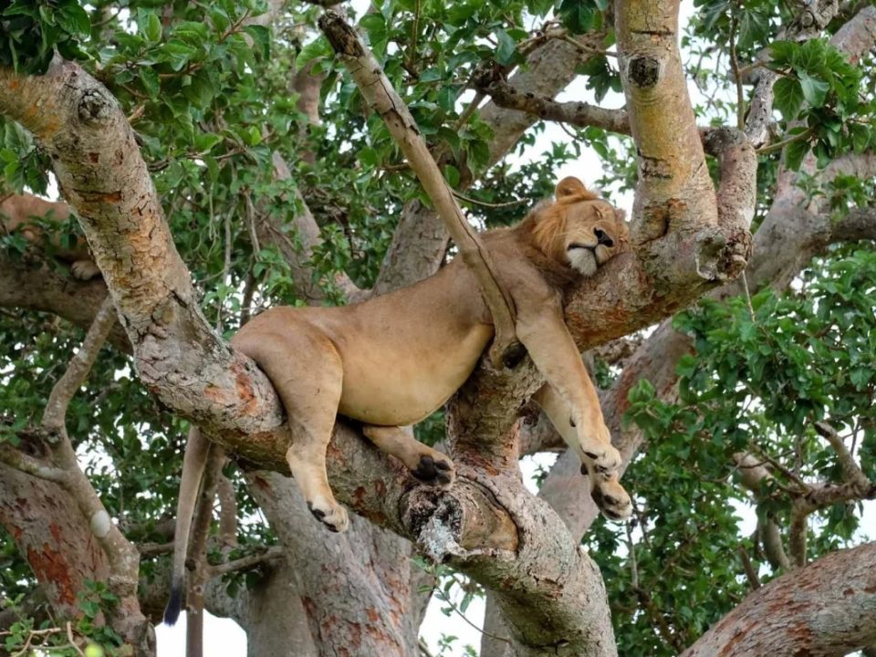where-to-see-tree-climbing-lions-in-uganda