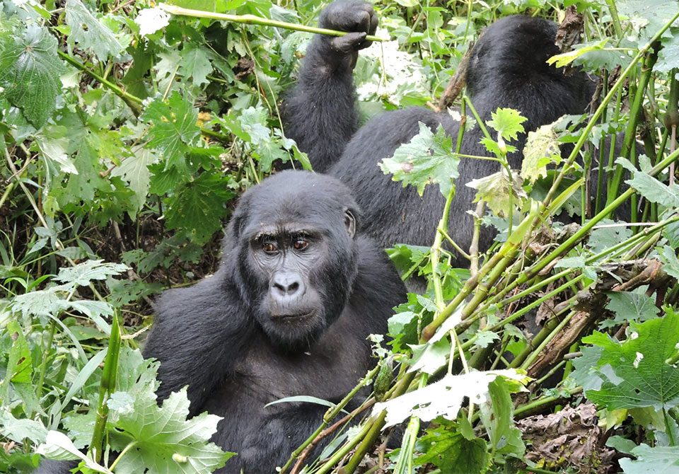 4-days-uganda-primate-tour