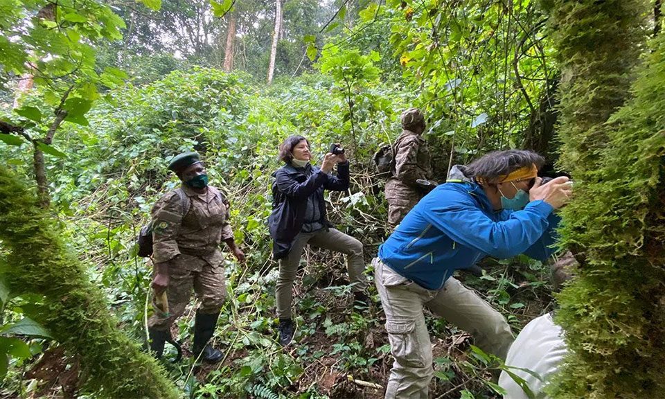 how-easy-is-it-to-trek-gorillas-in-uganda