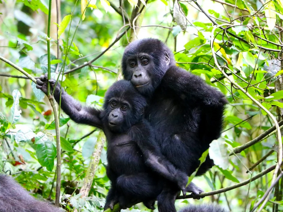 14-day-rhino-gorilla-tracking-chimpanzee-and-wildlife-safari