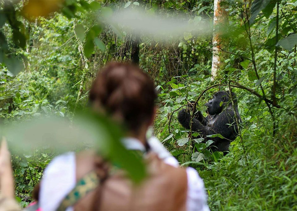 2-days-bwindi-gorilla-trekking-safari-from-kigali