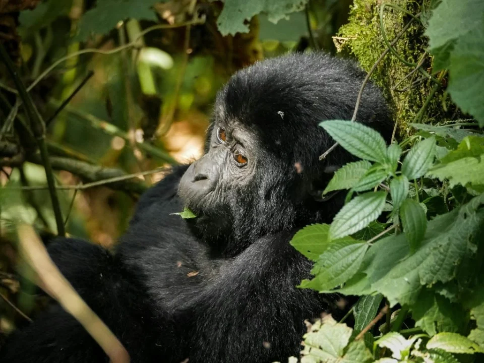 gorilla-trek-transfers-to-bwindi-impenetrable-national-park