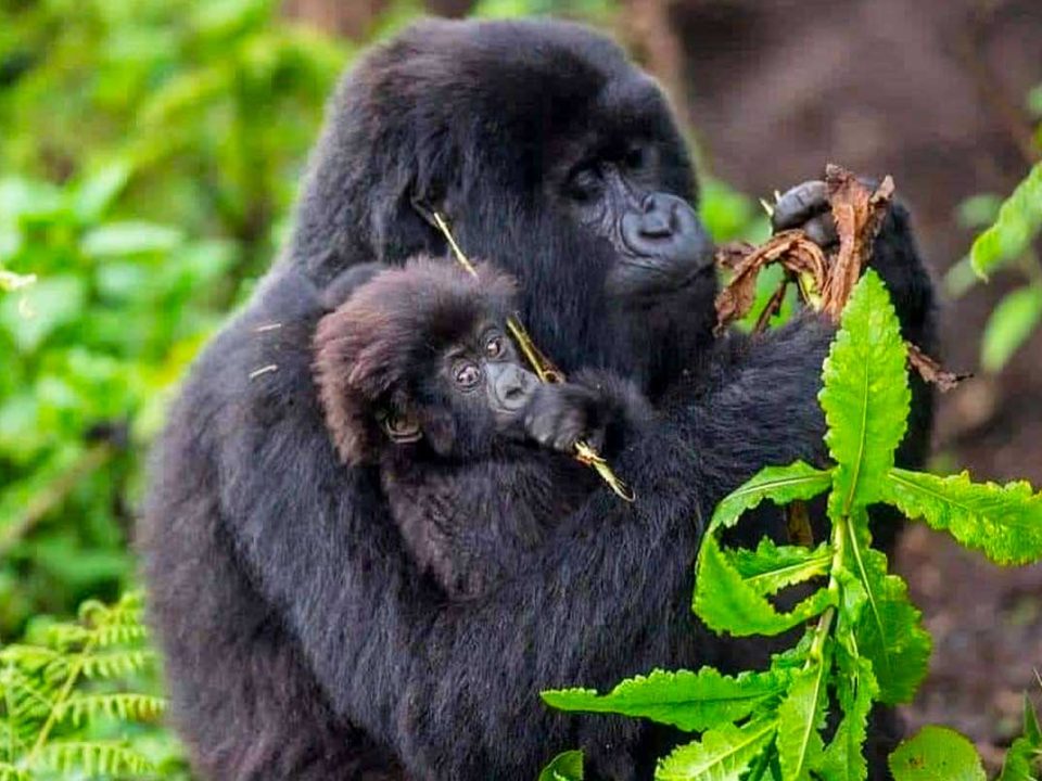 bwindi-impenetrable-national-park-beyond-gorilla-trekking