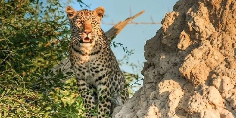 best-places-for-big-five-safaris-in-uganda