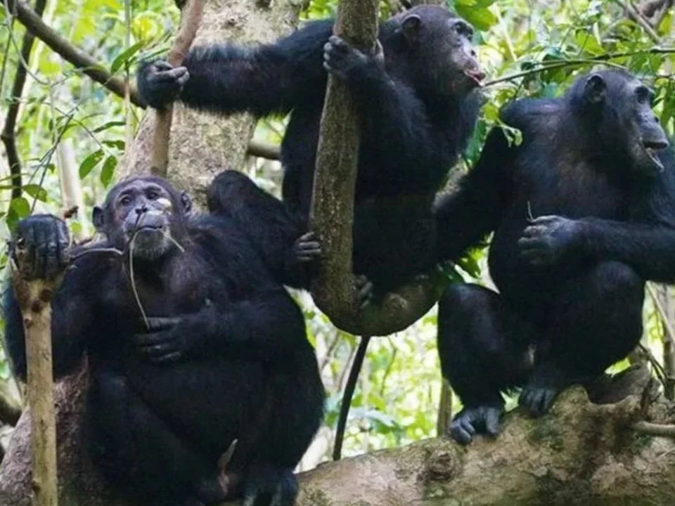 ultimate-guide-to-kibale-forest-chimpanzee-trekking