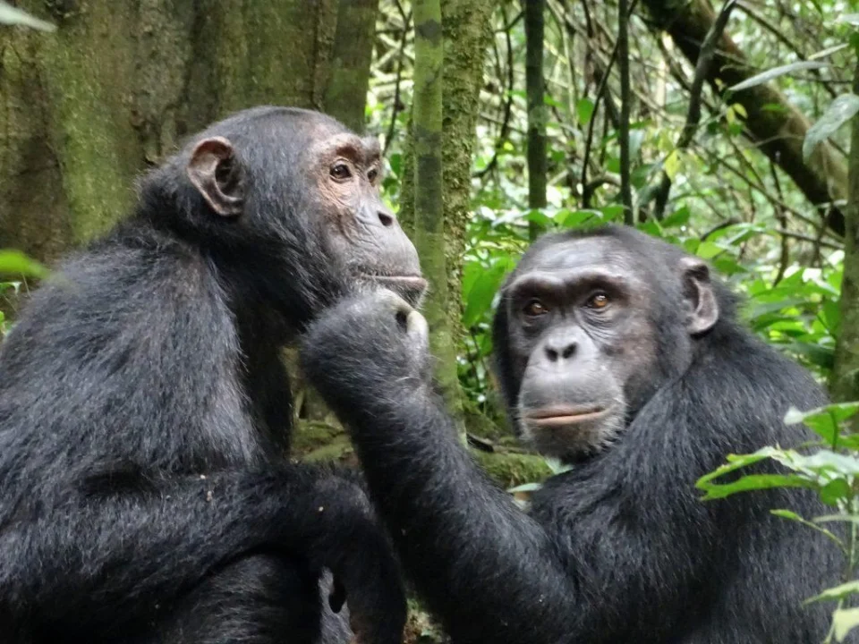 gorilla-trekking-and-chimpanzee-tracking-safaris-in-uganda