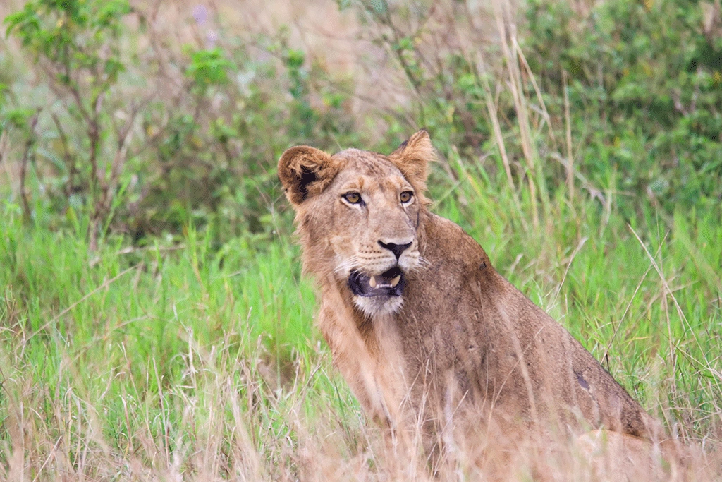 best-places-to-see-lions-in-uganda