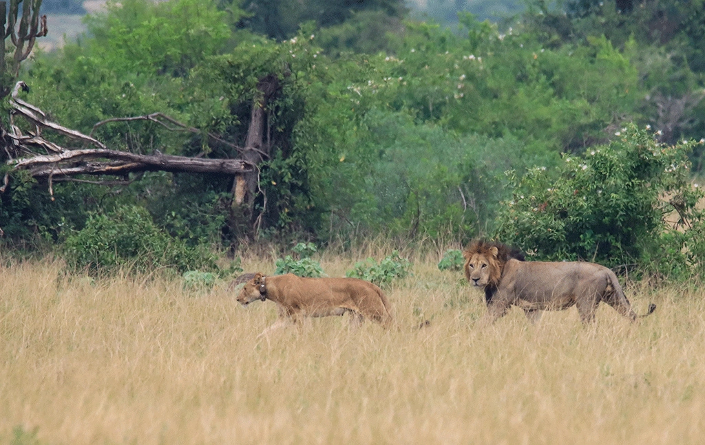 best-places-to-see-lions-in-uganda