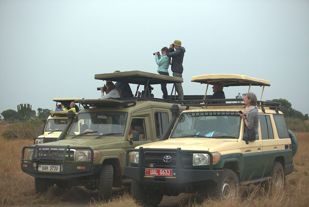 best-places-to-see-lions-in-uganda