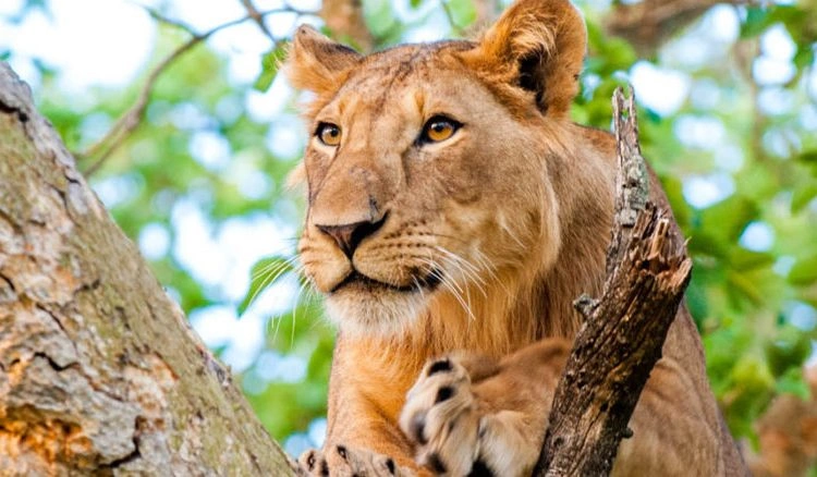 best-places-to-see-lions-and-leopards-in-uganda