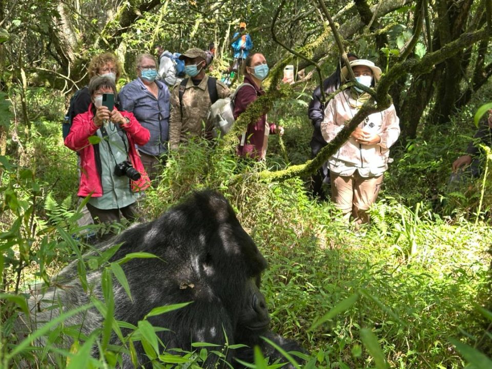 how-many-gorilla-families-are-in-mgahinga-national-park