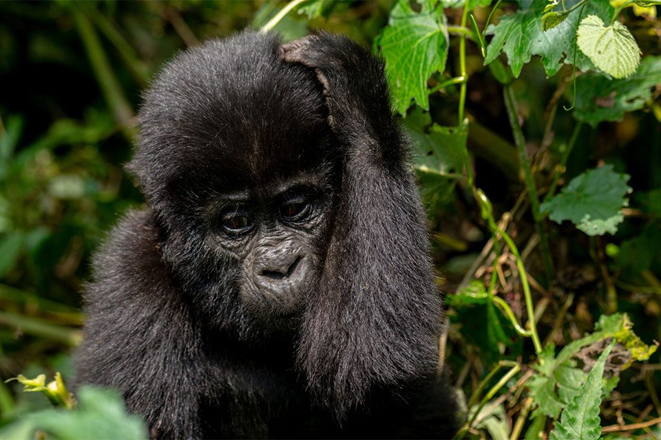 day-trips-from-kigali-to-bwindi-impenetrable-national-park