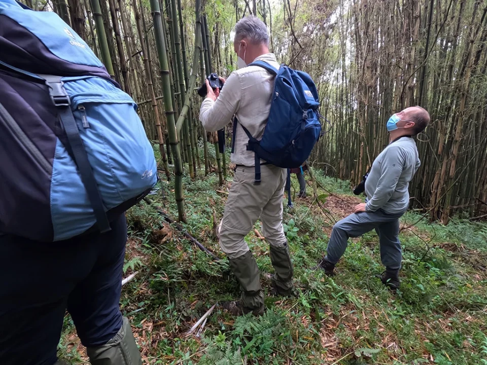 how-much-is-gorilla-and-chimpanzee-safari-in-uganda