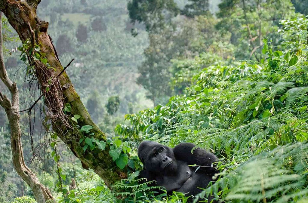 gorilla-trekking-honeymoon-safaris-in-uganda