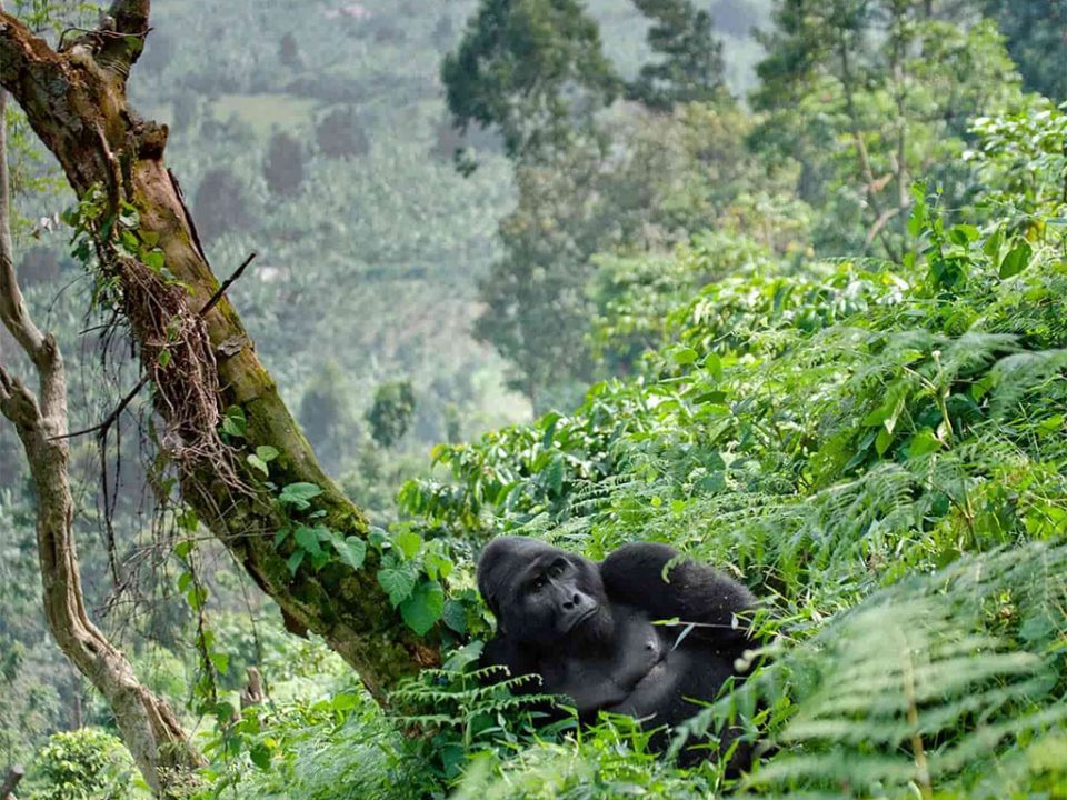 gorilla-trekking-honeymoon-safaris-in-uganda