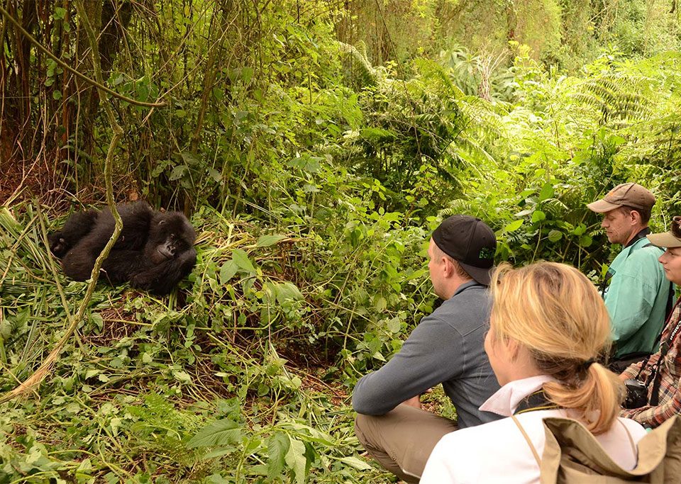 uganda-gorilla-habituation-and-trekking-safaris