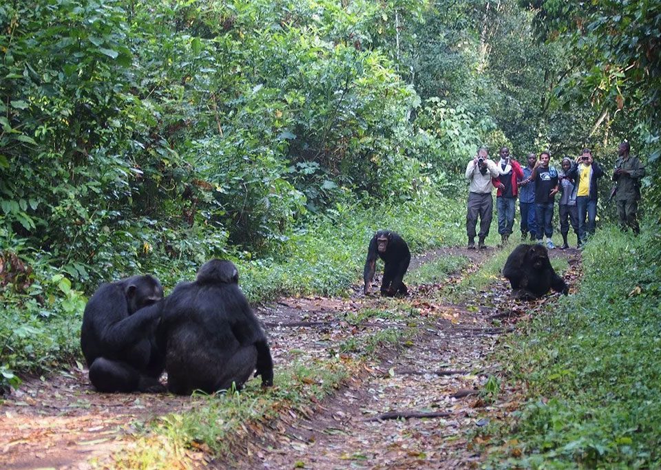 double-gorilla-trekking-in-uganda