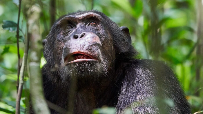 chimpanzee-tracking-in-murchison-falls-national-park