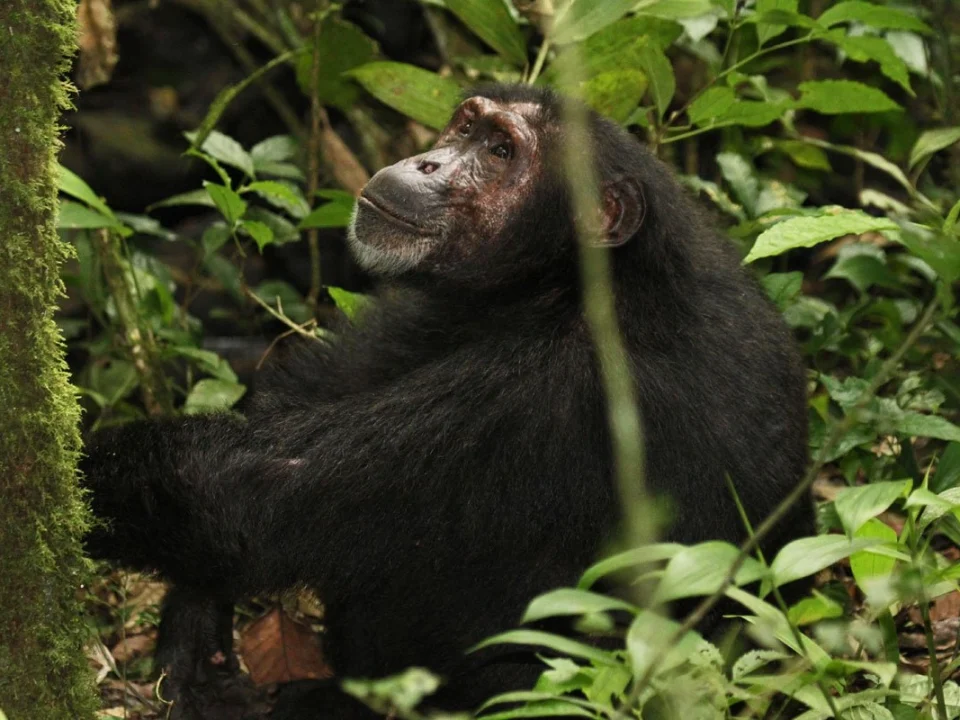 combining-gorilla-and-chimpanzee-safaris-in-uganda