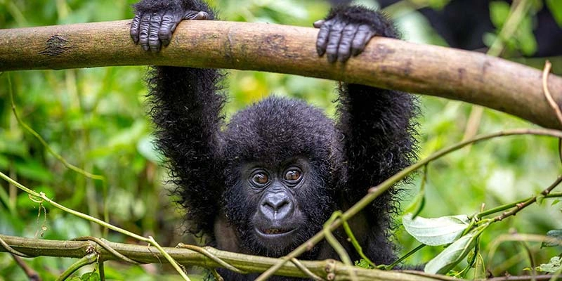 serengeti-migration-and-gorilla-trekking-combo