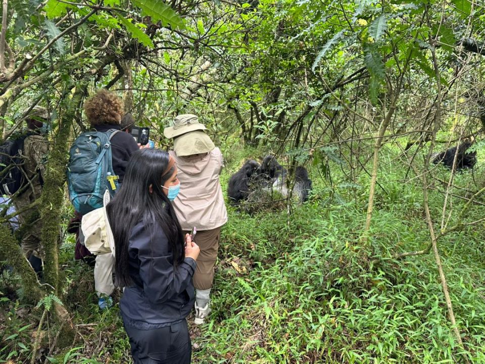 which-boarders-to-cross-from-rwanda-to-uganda-for-gorillas