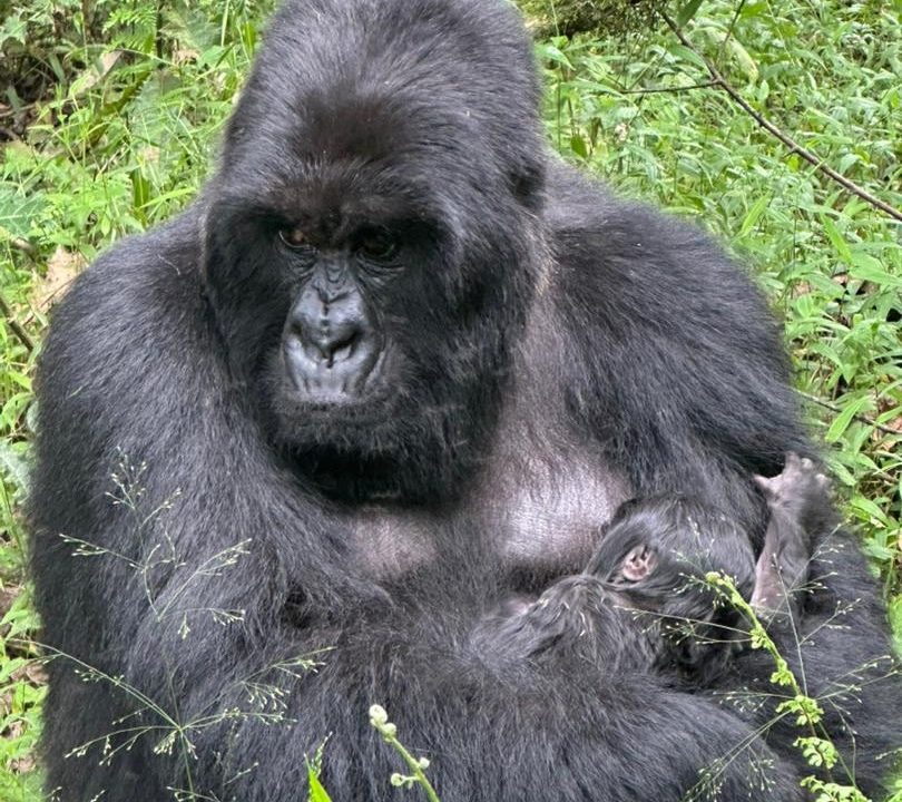 gorilla-chimpanzee-and-big-five-safari-combination-in-uganda
