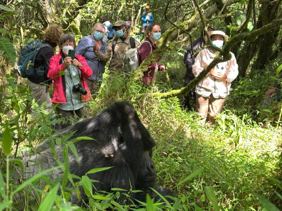 gorilla-trekking-group-tours-in-uganda