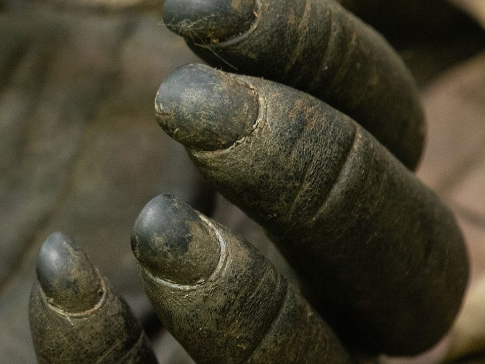 chimps-trekking-and-wildlife-safari-in-uganda