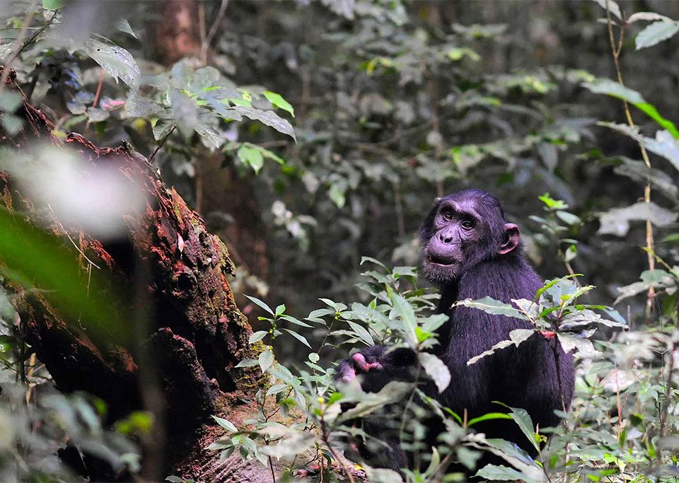 best-places-to-go-for-chimp-tracking-in-uganda