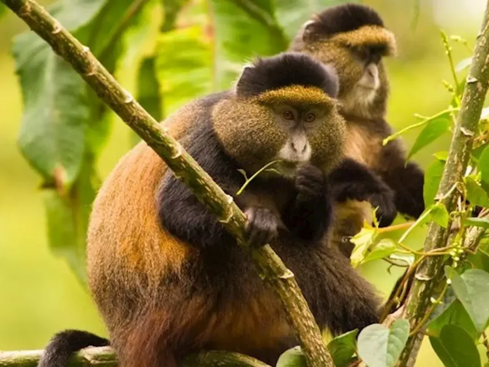 combining-gorilla-trekking-in-mgahinga-with-other-activities