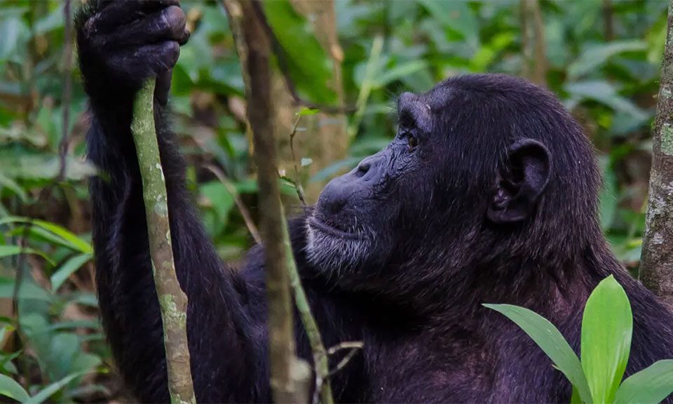 chimpanzee-tracking-and-gorilla-tracking-in-uganda