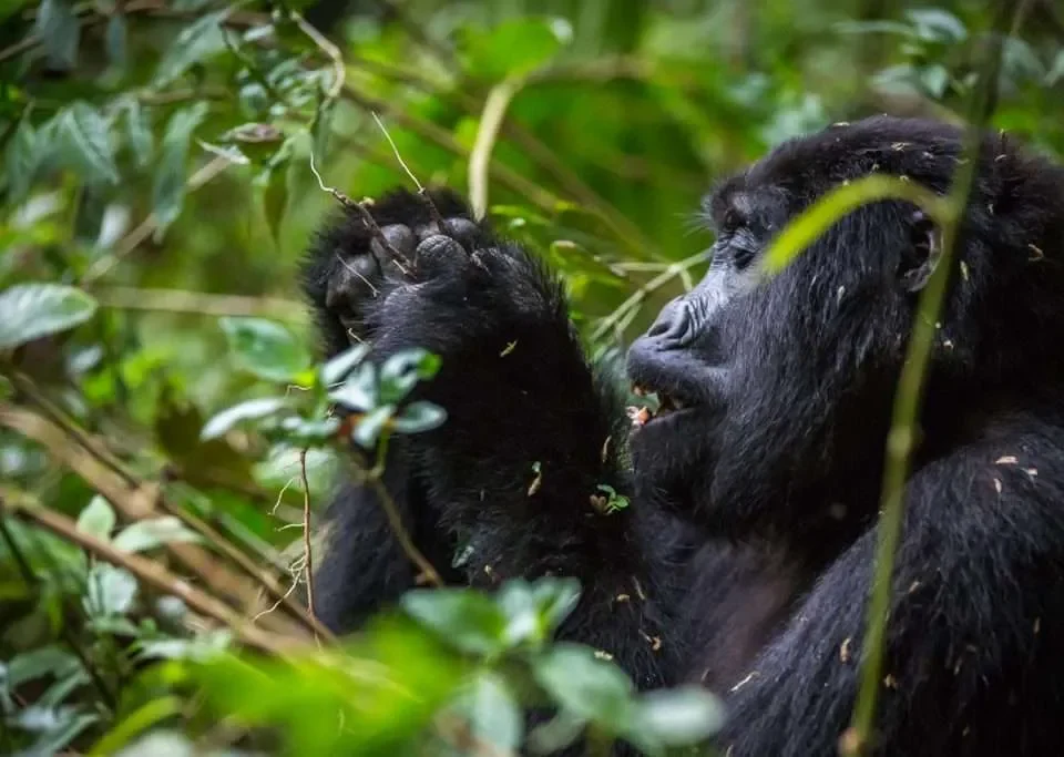 combining-nyungwe-hiking-with-gorilla-trekking-in-uganda