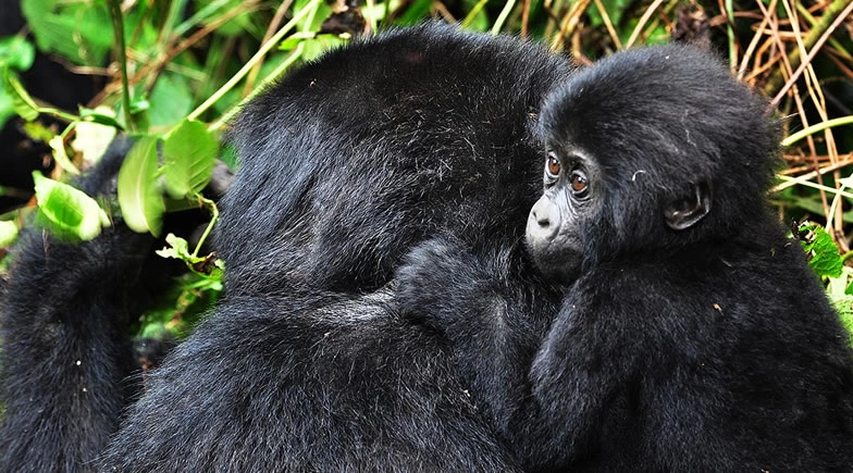 5-days-gorilla-chimpanzee-safari-in-uganda