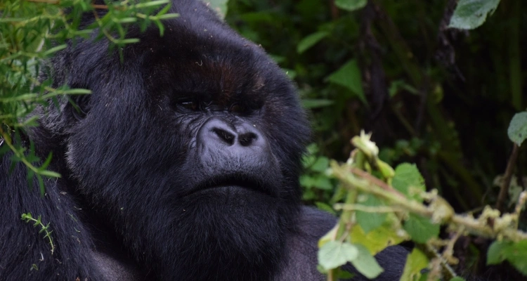 7-days-rwanda-and-uganda-gorilla-golden-monkey-safari